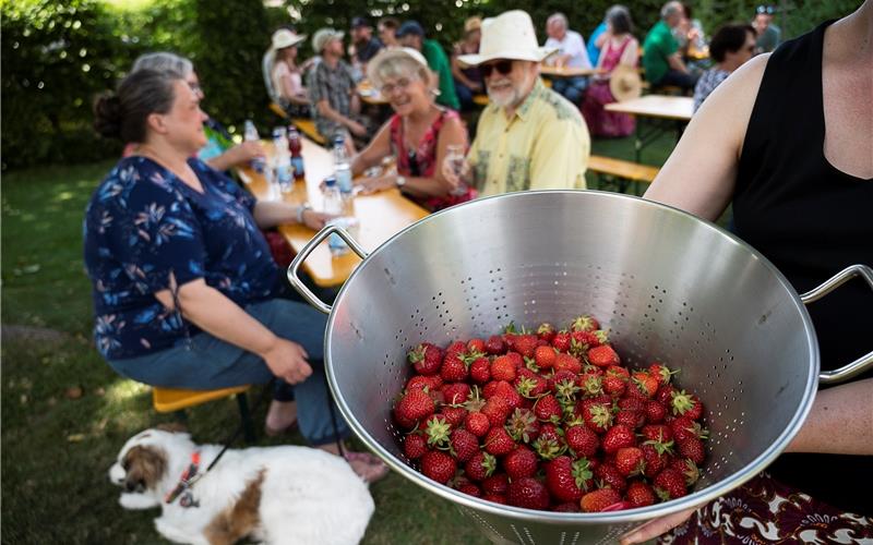Die Erdbeere in allen Formen und Variationen stand beim Fest im Pfarrgarten wieder im Zentrum des Geschehens. GB-Foto: Schmidt