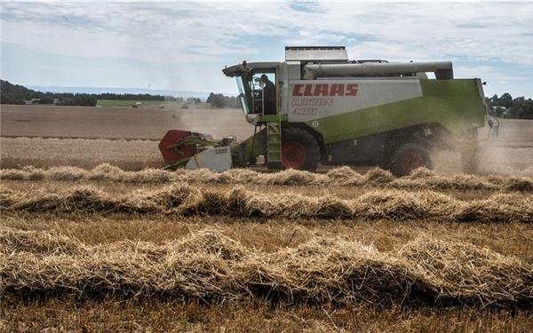 Die Ernte ist in vollem Gange – etwas verspätet aufgrund der langen Regenperiode zuletzt. GB-Foto: Schmidt