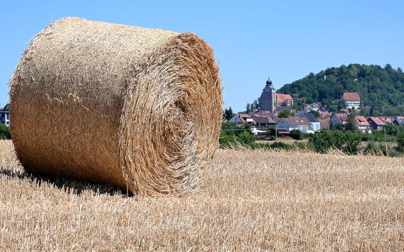 Die Erntesaison ist beendet. Und sie lässt zu wünschen übrig. GB-Foto: Holom