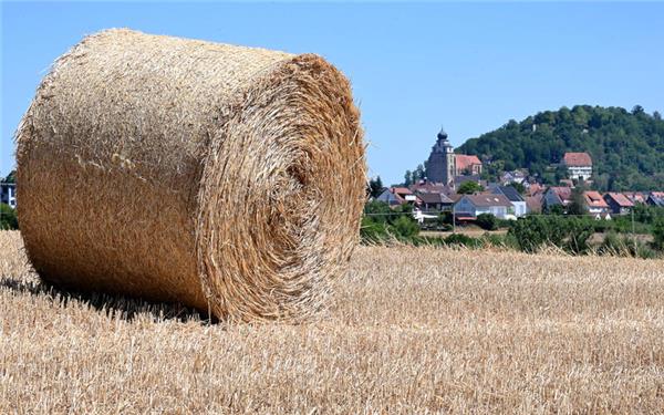 Die Erntesaison ist beendet. Und sie lässt zu wünschen übrig. GB-Foto: Holom