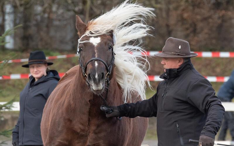 Die Frisur ist futsch: Windige Zuchtstutenprämierung beim 325. Herrenberger Pferde- und Fasnetsmarkt.GB-Fotos: Vecsey