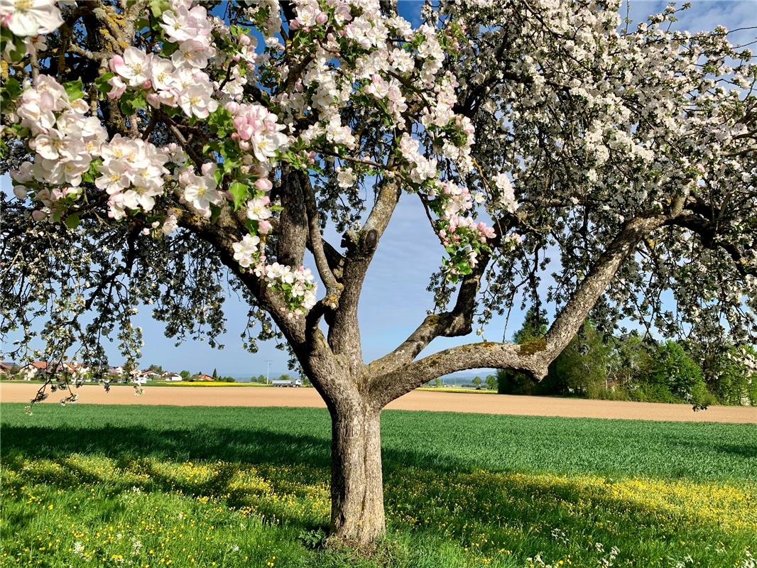 Die Gäufeldenerin Minja Rollinson meint: "Zur Zeit ist ein Baum schöner als der ...