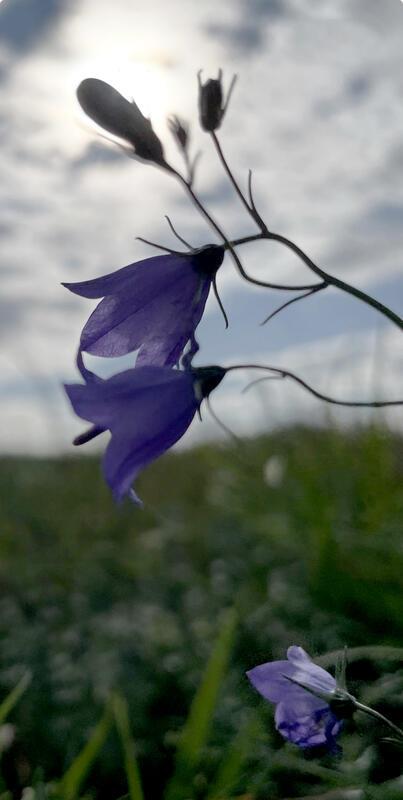 Die Glockenblumen läuten den Herbst ein.  Von Rainer Bruckner aus Herrenberg.