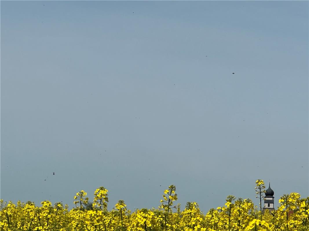 Die Glucke im Rapsfeld.  Von Anja Schnotz aus Gäufelden.