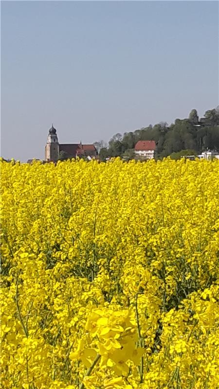 Die Glucke im Rapsfeld sprang Werner Lang aus Gärtringen auf dem Radweg von Mönc...