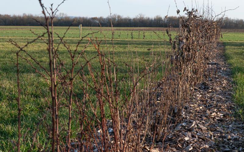 Die Hecke aus Setzlingen, die im Herbst angelegt wurde, entwickelt sich so langsam. GB-Foto: Vecsey