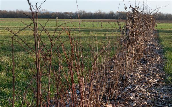 Die Hecke aus Setzlingen, die im Herbst angelegt wurde, entwickelt sich so langsam. GB-Foto: Vecsey