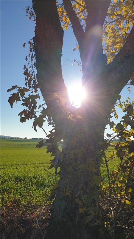 Die Herbstsonne eingefangen... Von Jutta Offner aus Nufringen.