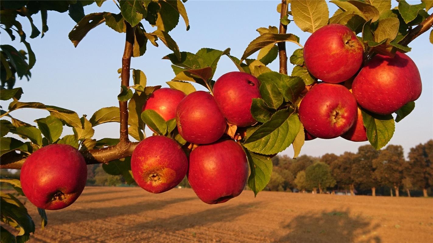 Die Herbstsonne schenkt den Kuppinger Äpfeln noch eine Extraportion Süße. Das Fo...
