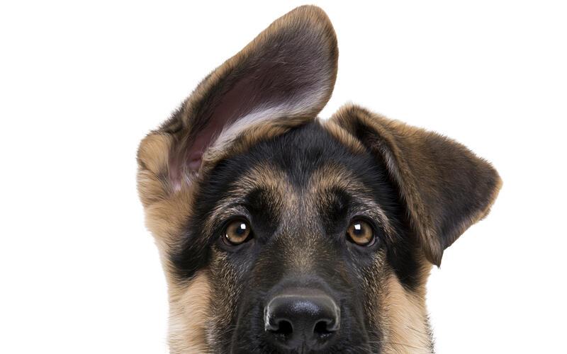 Die Hundehaltung wird teurer. GB-Foto (Symbolbild): STUDIOP – stock.adobe.com