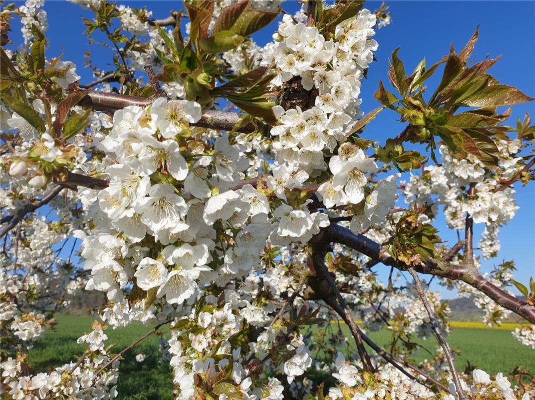 "Die Kirschblüte in Kayh ist traumhaft schön", sagt Ulrike Hätinger. 