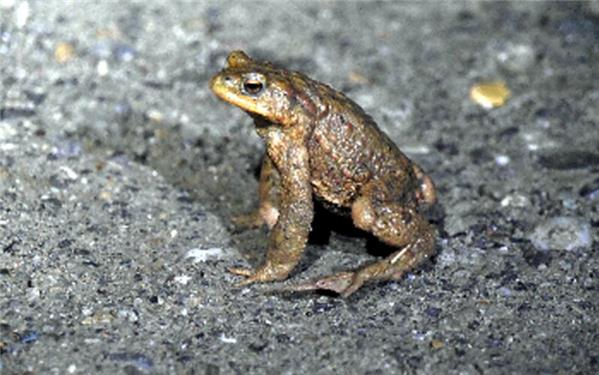 Die Krötenwanderung beginnt wieder bei milderen Temperaturen.GB-Foto: gb