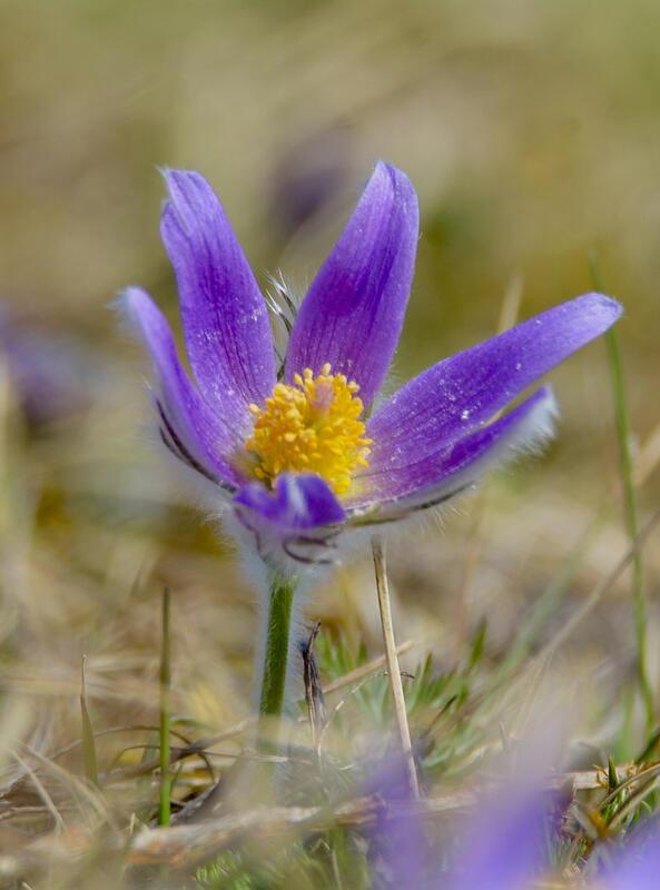 Die Küchenschelle in voller Blüte.  Von Eckbert Kaiser aus Hailfingen.