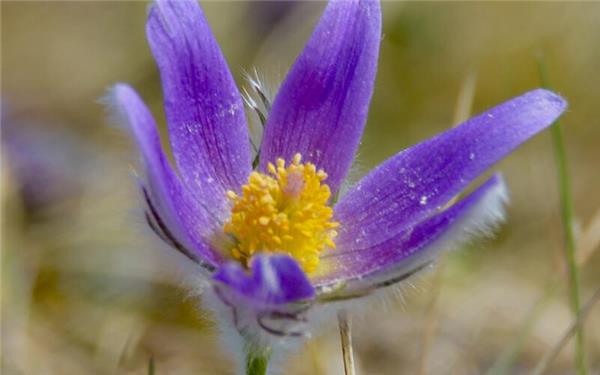 Die Küchenschelle in voller Blüte (fotografiert von Eckbert Kaiser aus Hailfingen)
