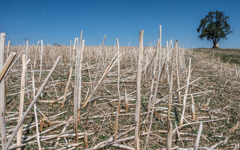 Die Landwirtschaft leidet unter der Trockenheit – hier ein abgeerntetes Getreidefeld bei Jettingen. GB-Foto: Schmidt