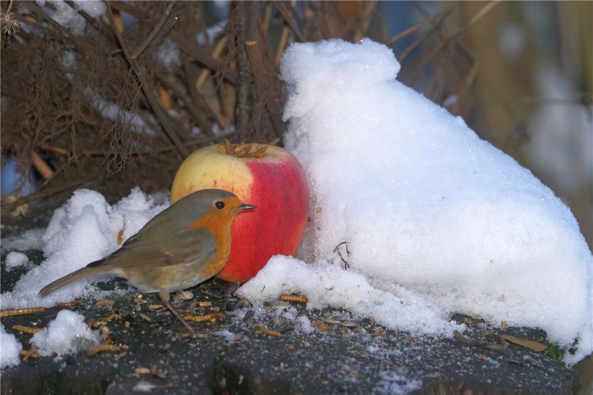 Die Natur als Künstler. Ein Schneehuhn lässt dem Rotkehlchen den Vortritt, wäre ...