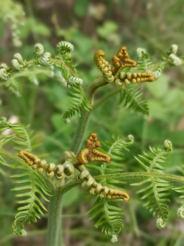 "Die Natur als Künstlerin"  Von Ursula Schmid aus Gärtringen.