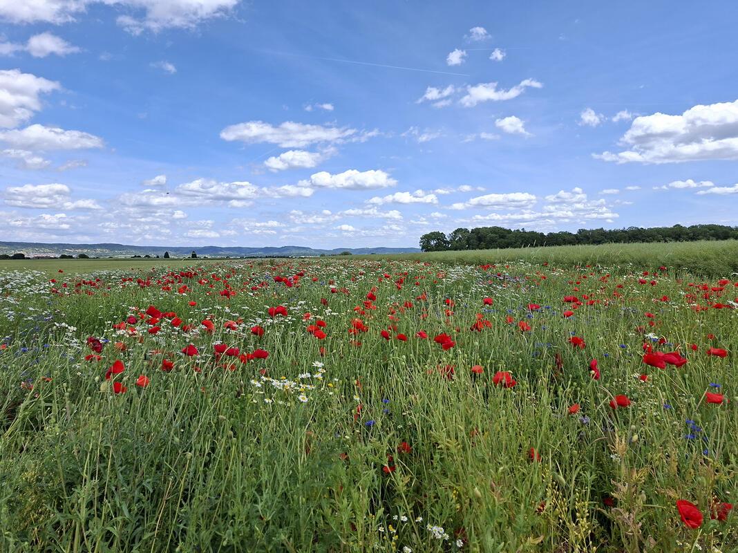 Die Natur in ihren schönsten Farben.  Von Christian Bahner aus Hailfingen.