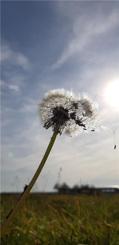 Die Pusteblume wird vom Herbstwind verweht... Christine Lutz drückte in Gültstei...