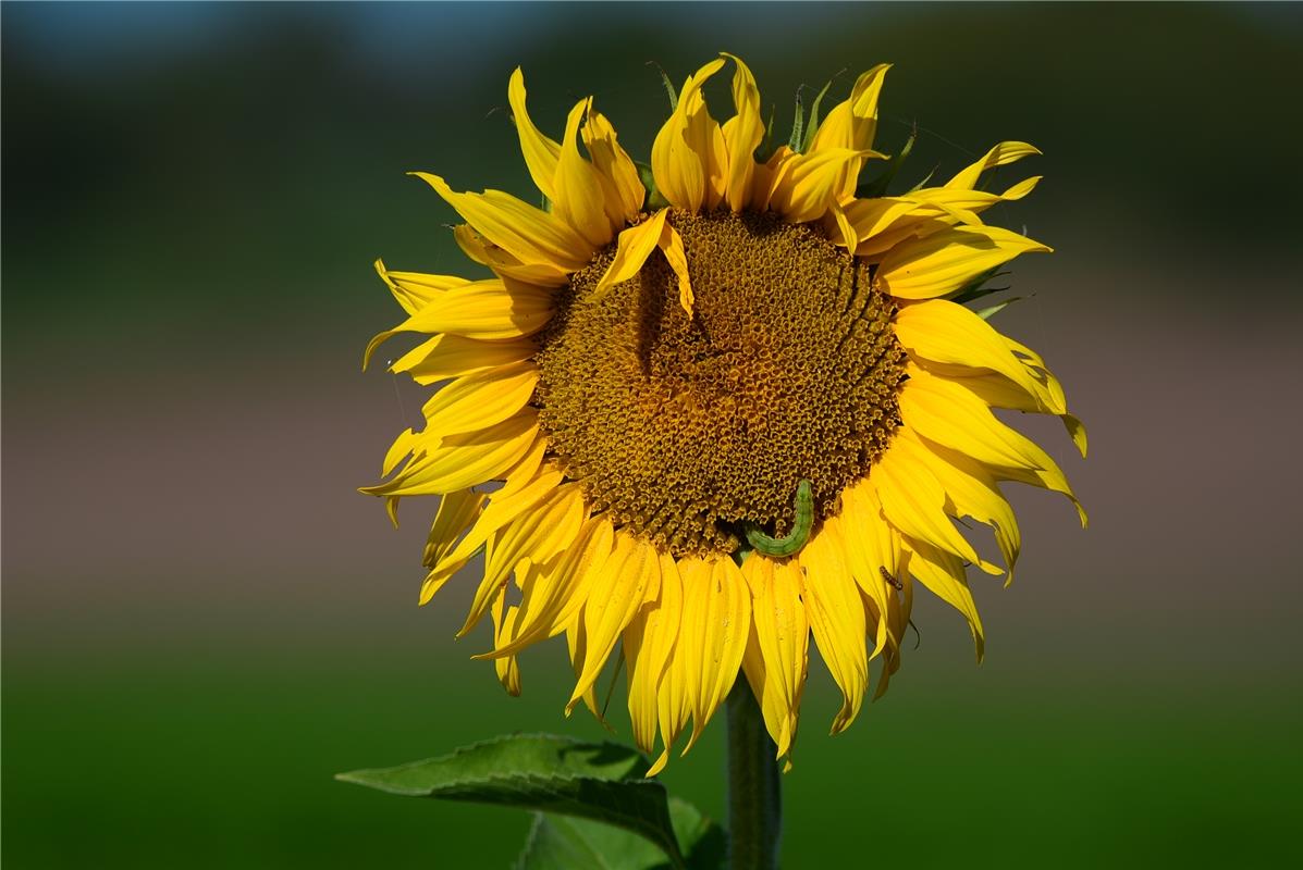 Die Raupe mag wohl die Sonnenblumen. Von Eckbert Kaiser aus Hailfingen. 