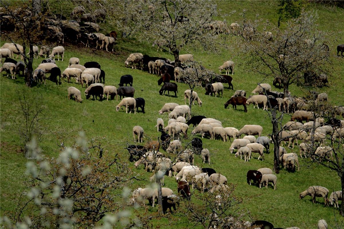 Die Schafweide in Kayh am Grafenberg nahm der Haifinger Eckbert Kaiser auf.