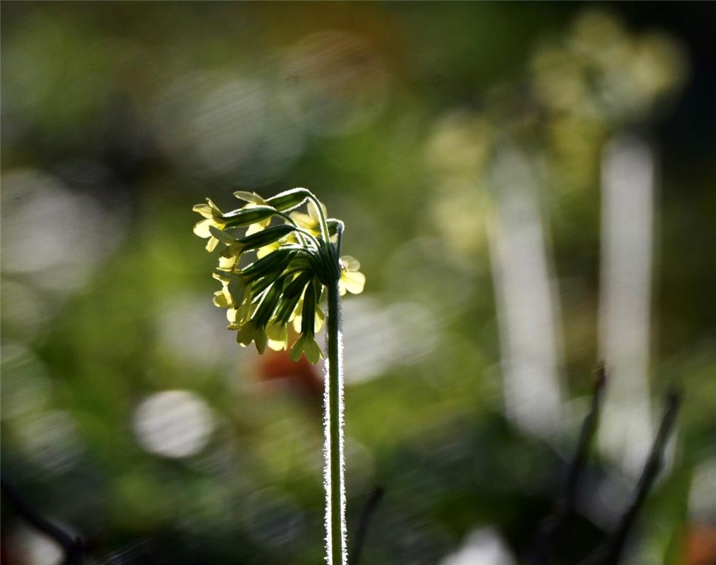 Die Schlüsselblume im Abendlicht.  Von Eckbert Kaiser aus Rottenburg am Neckar.