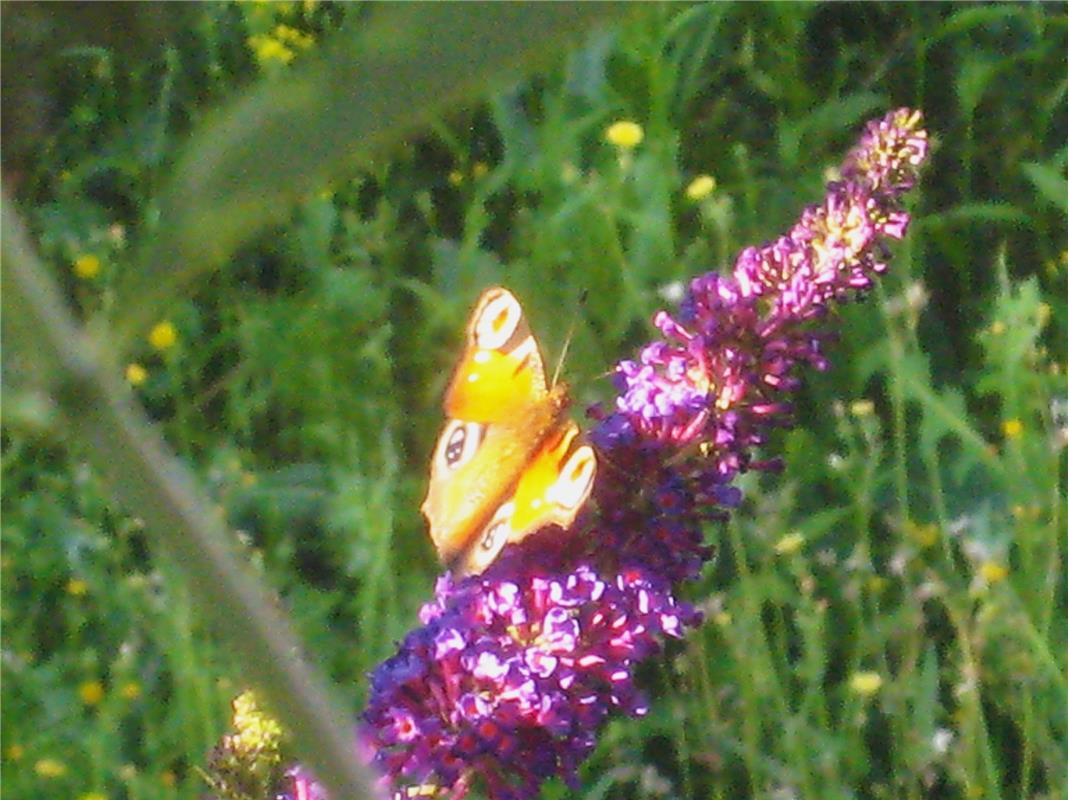 Die Schmetterlinge laben sich an den Blüten des Schmetterlingsstrauchs, der ENDL...