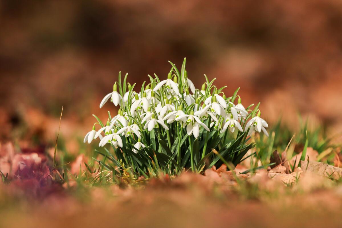 Die Schneeglöckchen ...  Von Natalie Politz aus Hildrizhausen.