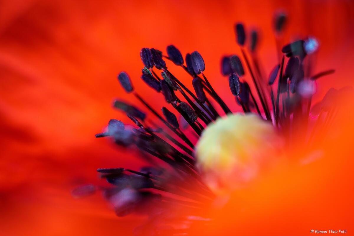 Die Schönheit des roten Klatschmohns (Papaver rhoeas).  Von Roman Pohl aus Gärtr...