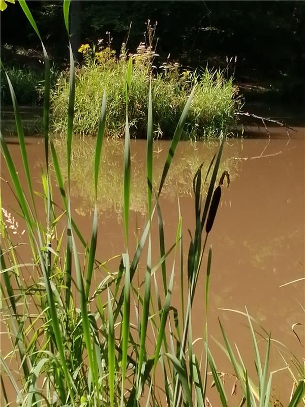 Die Seele baumeln ließ Hannelore Brose aus Herrenberg am Markteichsee