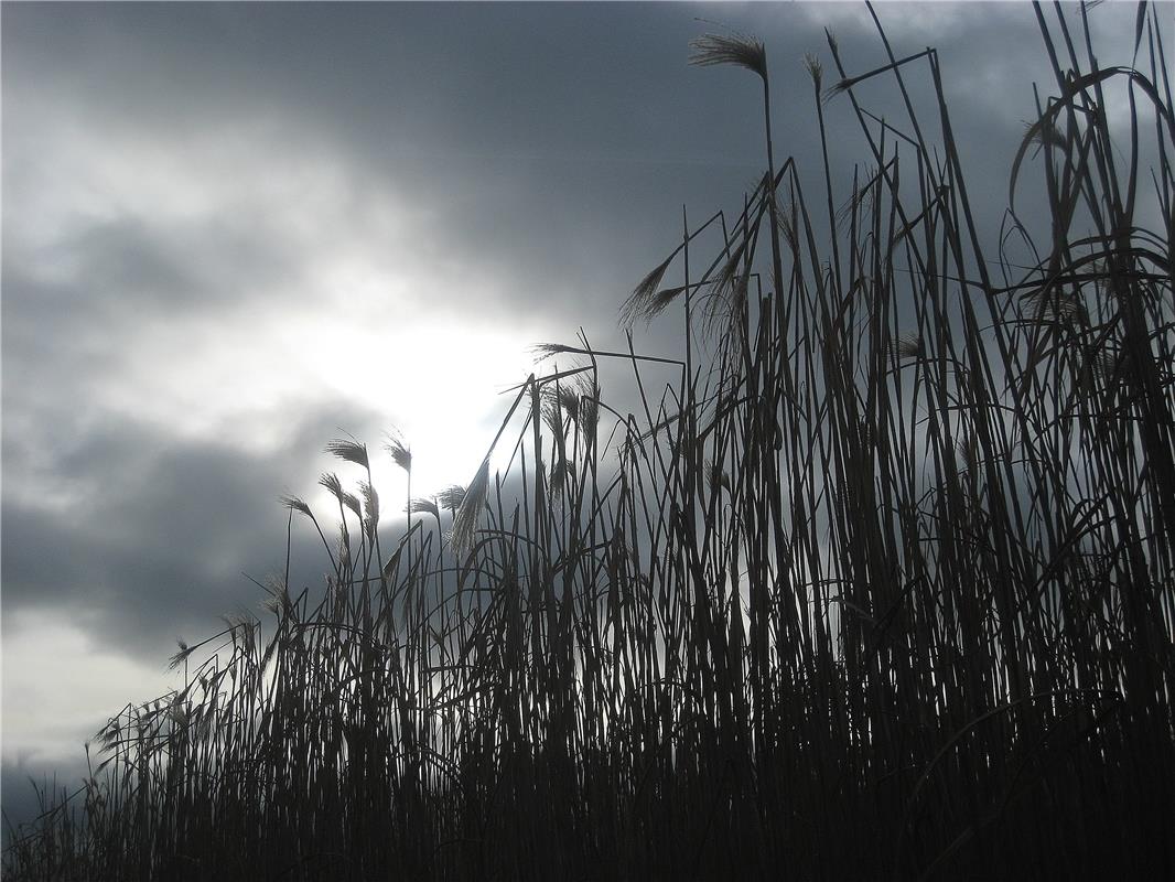 Die Sonne drückt durch die Wolken und beleuchtet die "Pinselfarm".  Von Frank Wi...