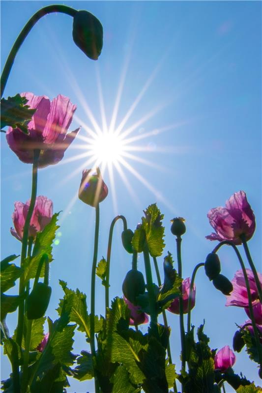 Die Sonne strahlt. Von Gabi Brenner aus Herrenberg.