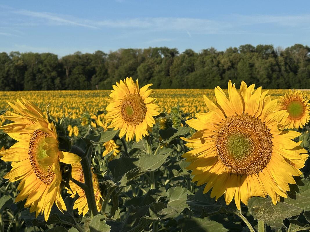 Die Sonnenblumen strahlen mit der Sonne um die Wette.  Von Anja Schnotz aus Gäuf...