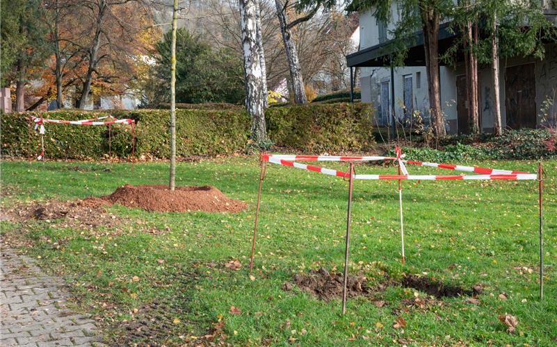 Die Standorte für die neuen Bäume sind schon gekennzeichnet. GB-Foto: Vecsey