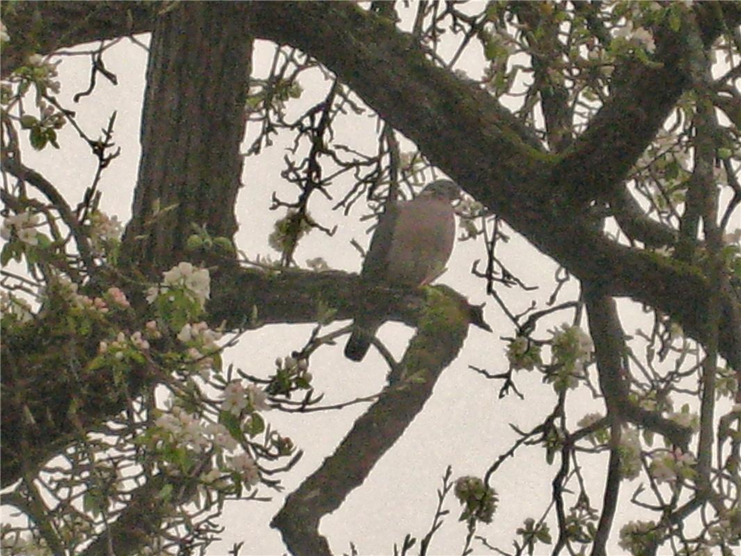 Die Taube in Nachbars blühendem Birnbaum.  Von Frank Winter aus Nebringen.