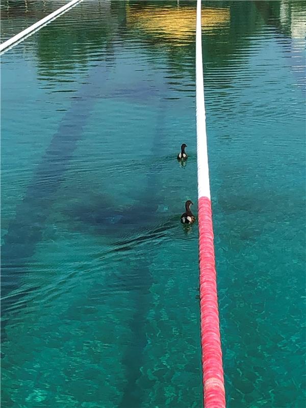 Die Teichhühner ziehen ihre Bahnen im für sie exklusiven Freibad.  Von Michael J...