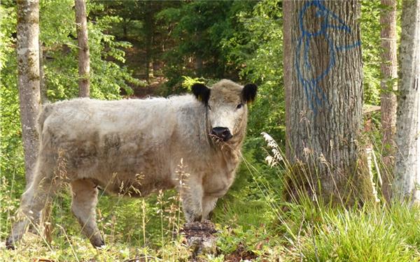 Die Tiere sind mittlerweile im siebten Jahr auf der Waldweide. GB-Foto: gb