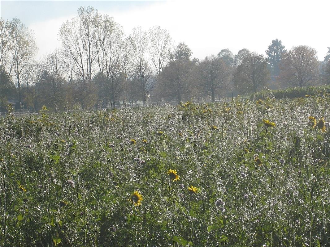 Die Überreste der Sommerblüten im herbstlichen Reif-Morgentau und Spinnengewebe....