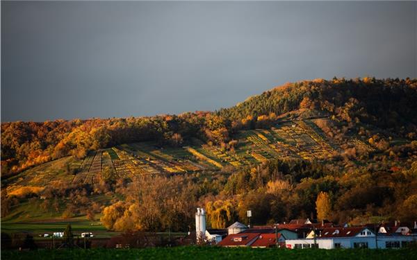 Die Weinberge im herbstlichen Abendlicht (gesehen in Breitenholz)GB-Foto: Schmidt