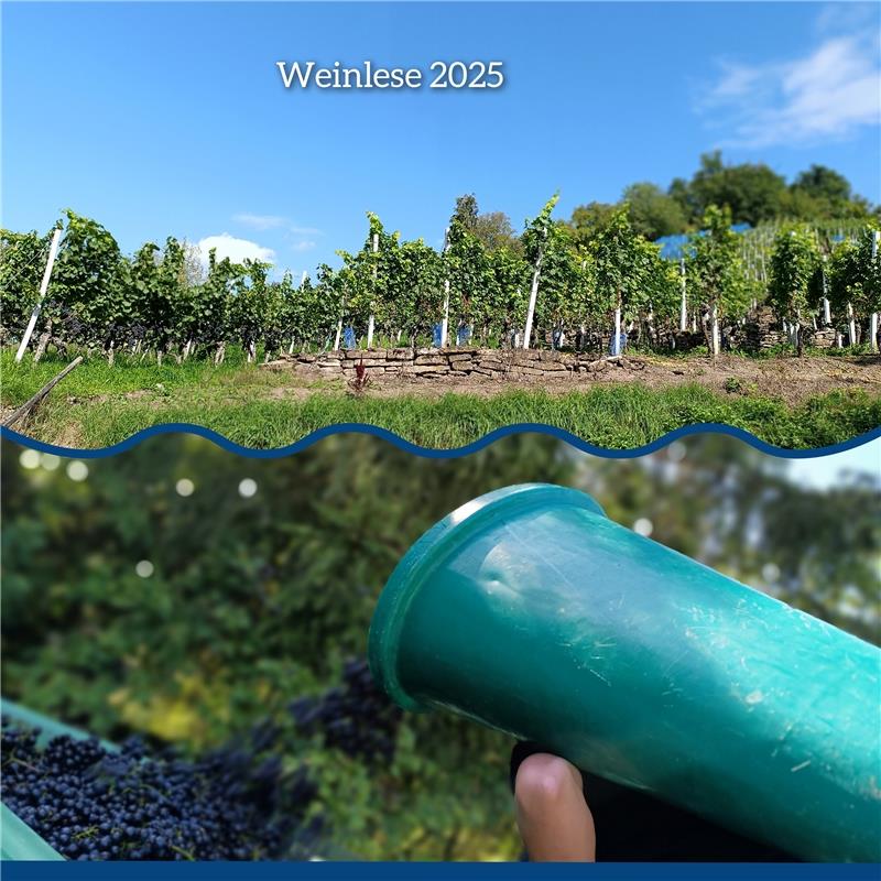 Die Weinlese in Breitenholz 2025 hat begonnen ...!  Von Sigrid Schmid aus Bondor...