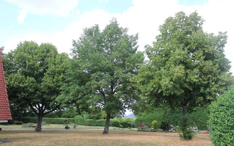 Die Wiese unter den Linden ist einer von mehreren Standorten, der für die Baumurnengräber in Frage käme.GB-Foto: Schnurr