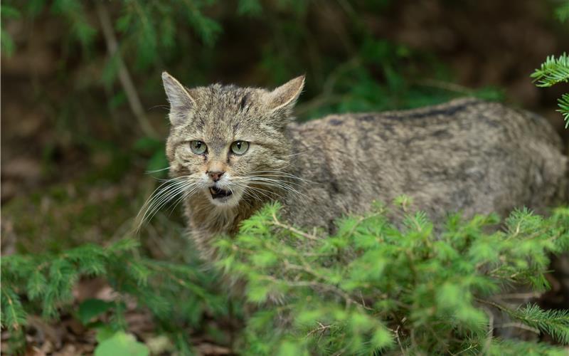 Die Wildkatze streift wieder durch heimische Wälder.GB-Foto (Symbolbild): Monikasurzin/stock.adobe.com