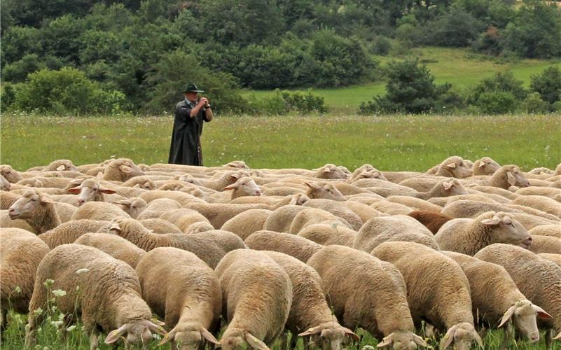 Die Zahl der Schafe im Land geht besorgniserregend zurück – und auch in Wildberg haben die Schäfer Probleme mit Bürokratie oder Flächenschwund.GB-Foto: Priestersbach