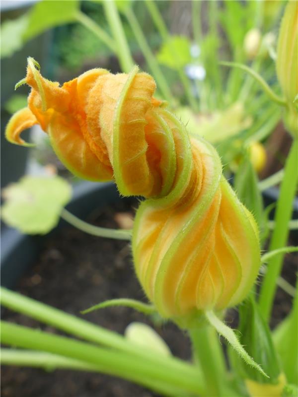 Die Zucchiniblüte ist für Bienen bereits geschlossen, weiß Walter Bader aus Gärt...