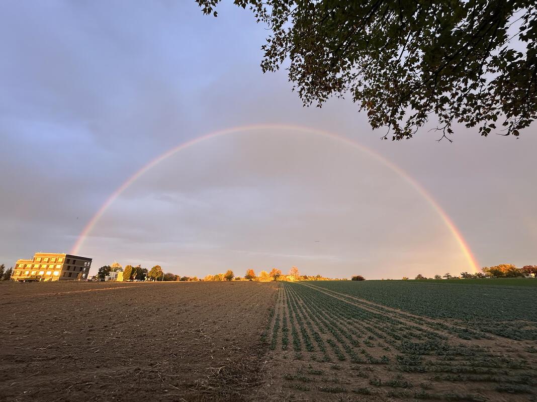 Die aufgehende Sonne strahlte die Regenwand an – es entstand ein Regenbogen.  Vo...