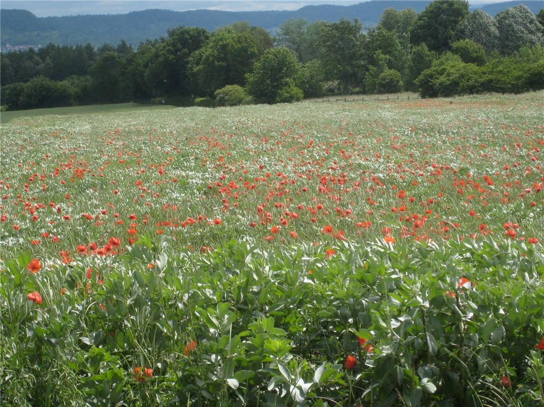 Die blühende Gelbphase ist rum – nun ist rot dran mit Rosen, Pfingstrosen UND Mo...