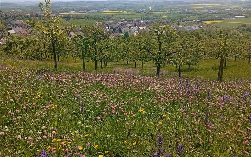 Die erste Mahd sollte nicht zu früh im Jahr stattfinden. GB-Foto: gb