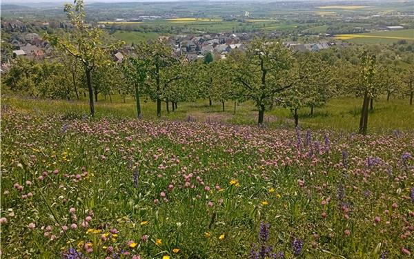 Die erste Mahd sollte nicht zu früh im Jahr stattfinden. GB-Foto: gb