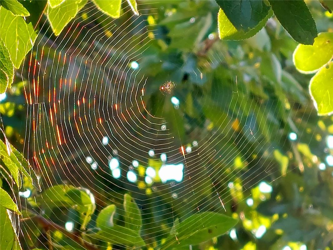 Die ersten Anzeichen des kommenden Herbstes, ein im Licht der aufgehenden Sonne ...