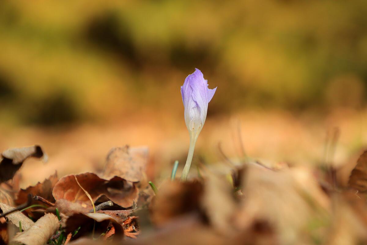 Die ersten Anzeichen für den Frühling …  Von Natalie Politz aus Hildrizhausen.